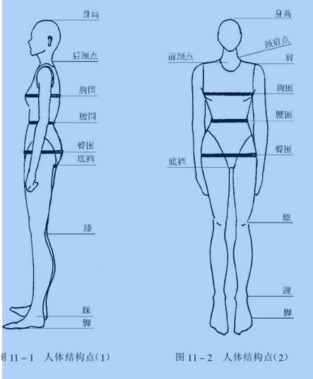 它们既可作为躯体的基本尺寸,也可作为测量时的相对位置尺寸.